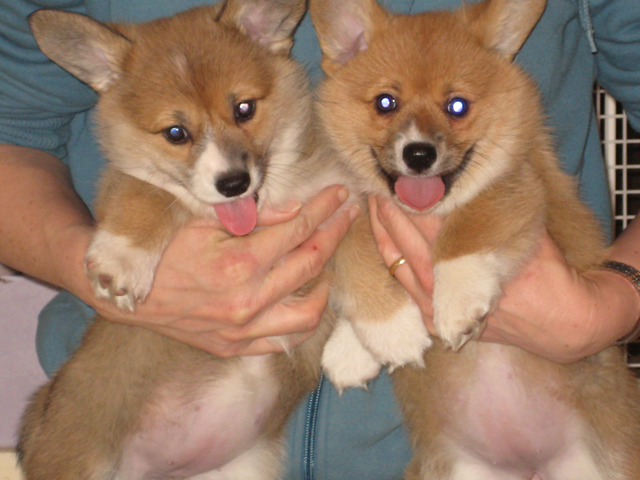 Puppy's